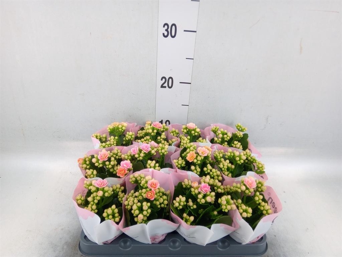 <h4>Kalanchoe   ...mini</h4>