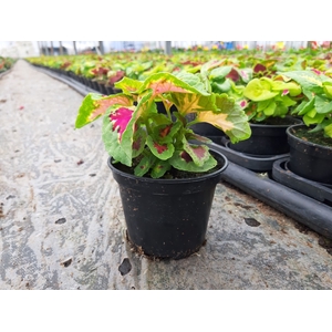 Coleus gemengd