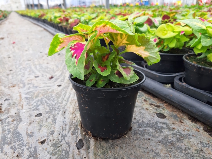 <h4>Coleus gemengd</h4>