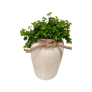 RWV17ROT Rude White Vase D17H35 Peperomia