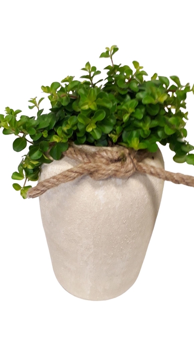 <h4>RWV17ROT Rude White Vase D17H35 Peperomia</h4>
