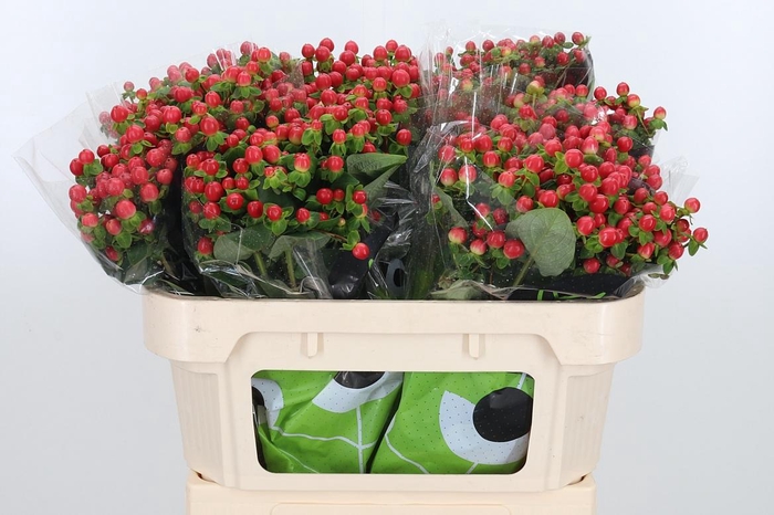 <h4>Hyp Tomato Flair</h4>