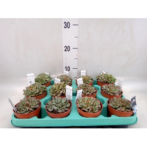 Succulents   ...