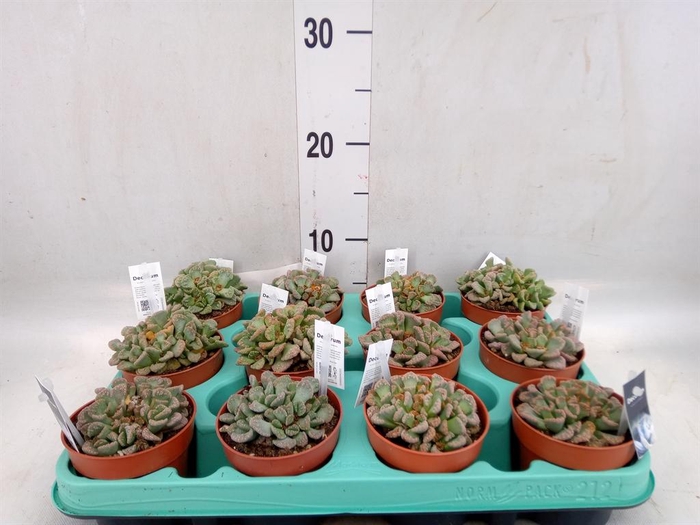 <h4>Succulents   ...</h4>