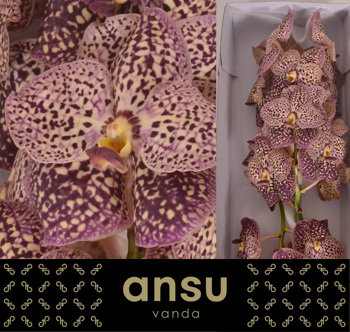 Vanda Ocelot Sangria