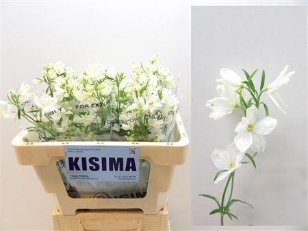 Delph En M Sil White