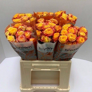 Rosa spray tahiti