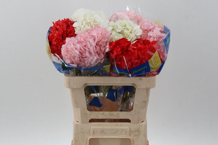 <h4>Hydr Love Mix</h4>