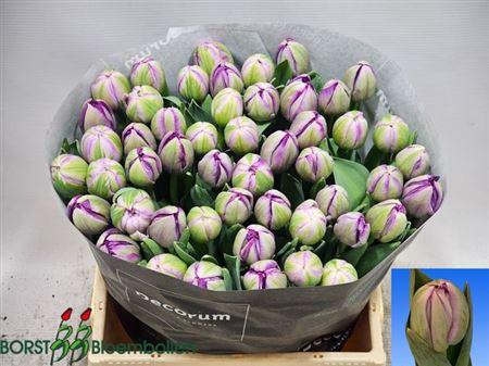 <h4>Tu Du Saigon Double</h4>