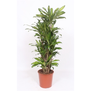 Dracaena Eve