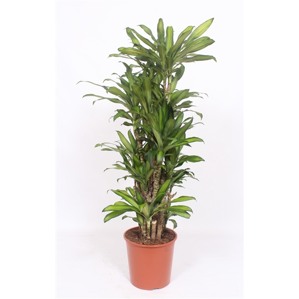 <h4>Dracaena Eve</h4>