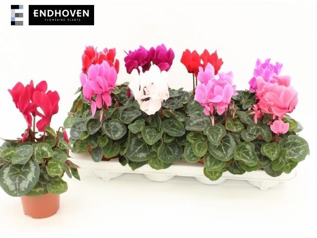 arr8 Cycl Md Sup Macro