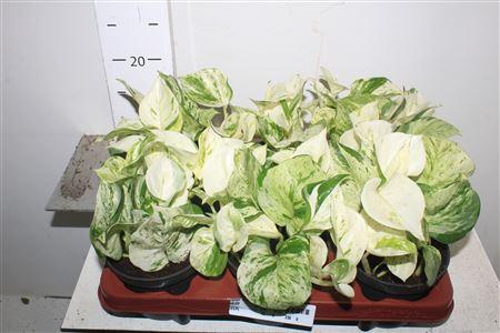 <h4>Epipr Happy Leaf</h4>