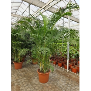Dypsis lutescens (Areca)