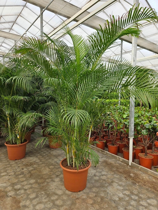 <h4>Dypsis lutescens (Areca)</h4>