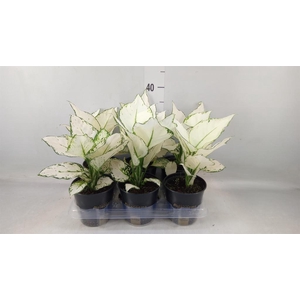 Aglaonema  'White Joy'