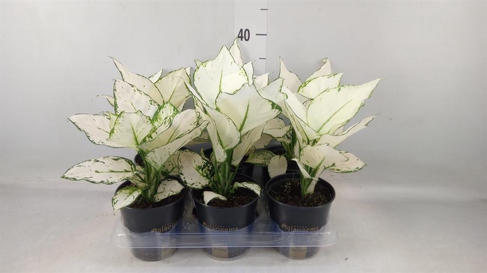 <h4>Aglaonema 'White Joy'</h4>