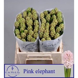 HYAC PINK ELEPHANT