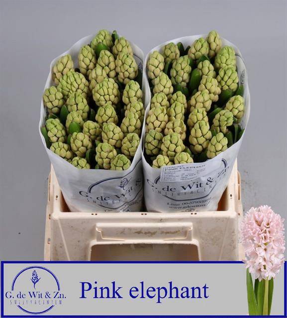 <h4>HYAC PINK ELEPHANT</h4>