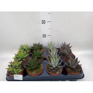 Haworthia   ...mix