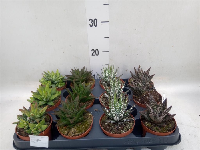 <h4>Haworthia   ...mix</h4>