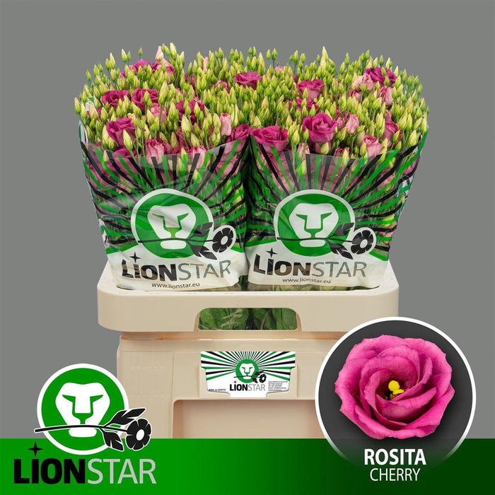 <h4>Eus G Rosita Cherry</h4>
