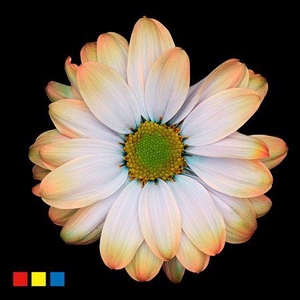 Chr T Kennedy Vulcano