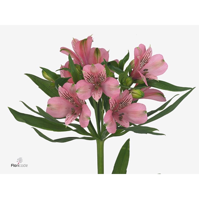 <h4>Alstroemeria Elegance</h4>