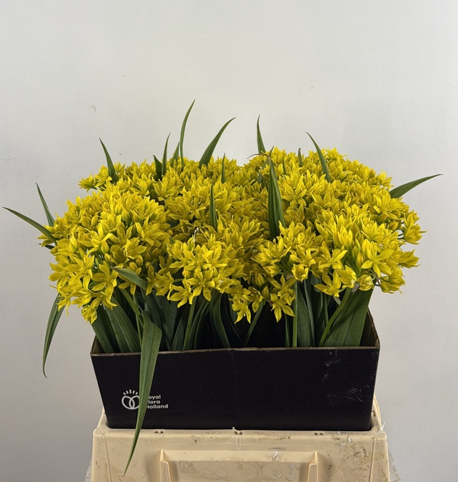 <h4>ALLIUM MO JEANNINE</h4>