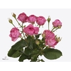 Rosa Spray Giselle