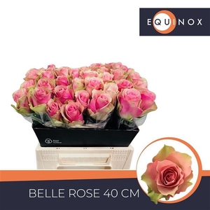 R GR BELLE ROSE