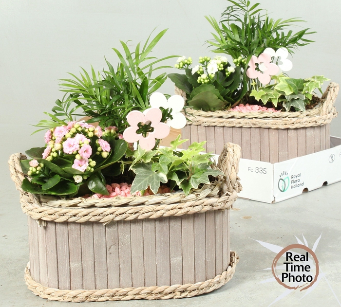 <h4>ARR KAMERPL</h4>