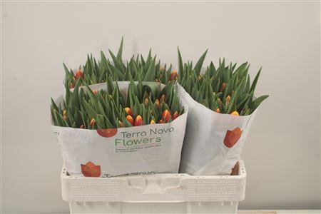 <h4>Tu En Ready</h4>