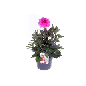 Dahlia Happy Days Purple