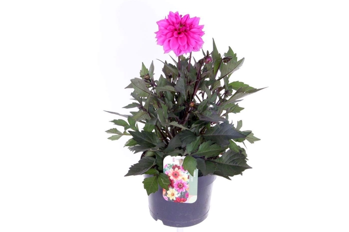 <h4>Dahlia Happy Days Purple</h4>