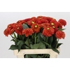 Dahlia Orange Fox