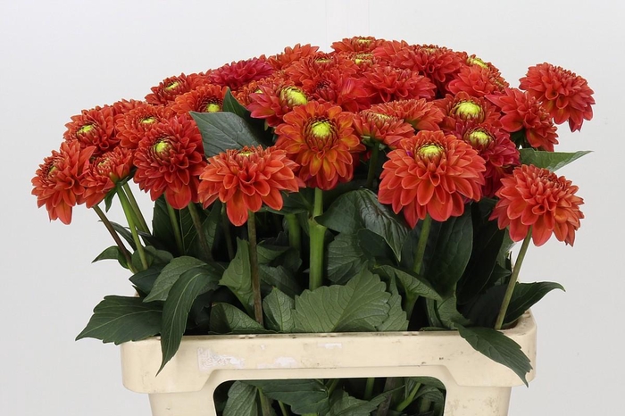 <h4>Dahlia Orange Fox</h4>