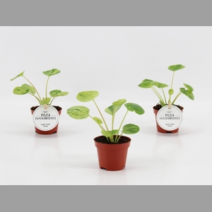 PILEA OV