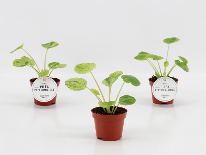 <h4>PILEA OV</h4>