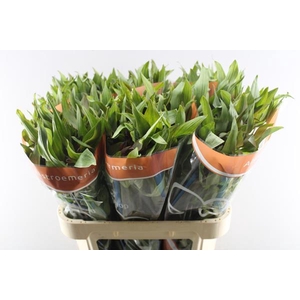 Alstr Hiphop (oranje)