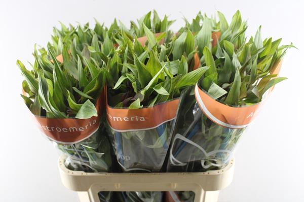 <h4>Alstr Hiphop (oranje)</h4>