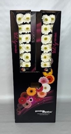 <h4>GE MI ALBINO Aquabox *160</h4>