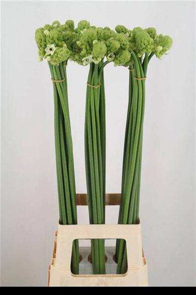 <h4>Ornit Saundersiae Import Sawa</h4>