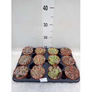 Lithops sp.