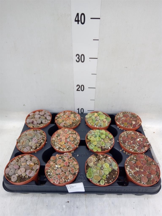 <h4>Lithops sp.</h4>