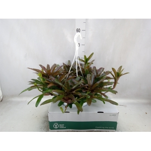 Neoregelia   ...