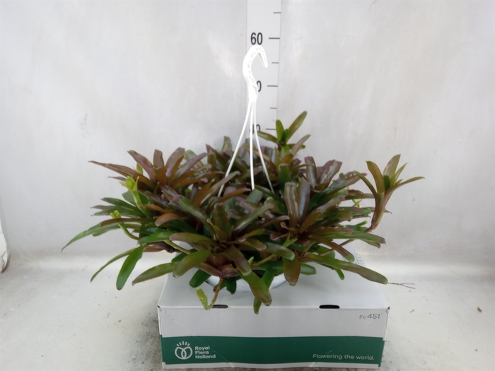 Neoregelia   ...