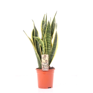 Sansevieria P17 Laurentii