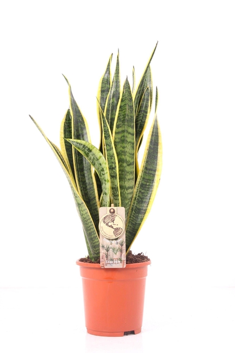 <h4>Sansevieria P17 Laurentii</h4>