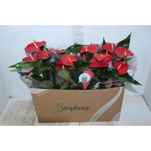 ANTHURIUM QUERIDA P15